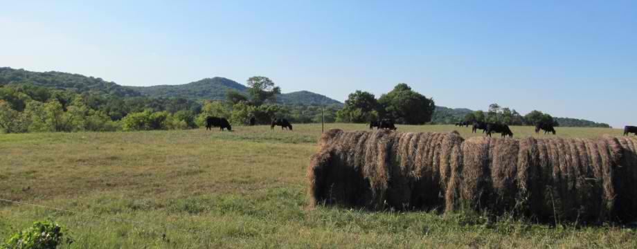 Cattle grazing beside round hay bales in a green field below the wooded hills near Arrington, Tennessee